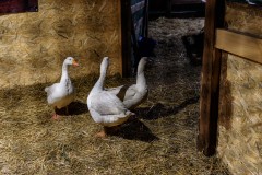 Pasterka-2025-WEB-85